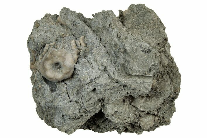 Fossil Crinoid (Tholocrinus) Calyx - Leitchfield, Kentucky #327298